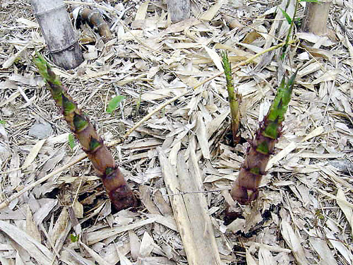 죽순(竹筍). 모내기 철에 많습니다. 